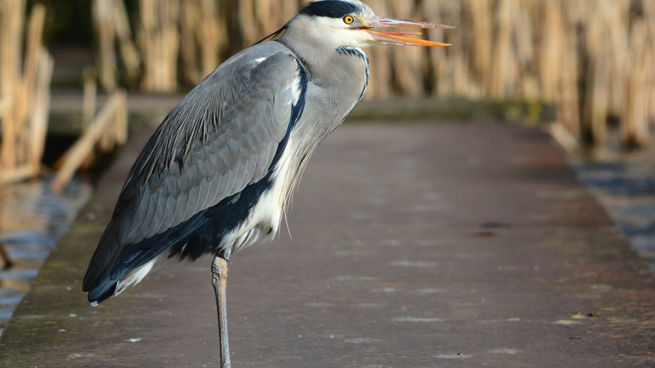 Серая цапля стоит на одной ноге
