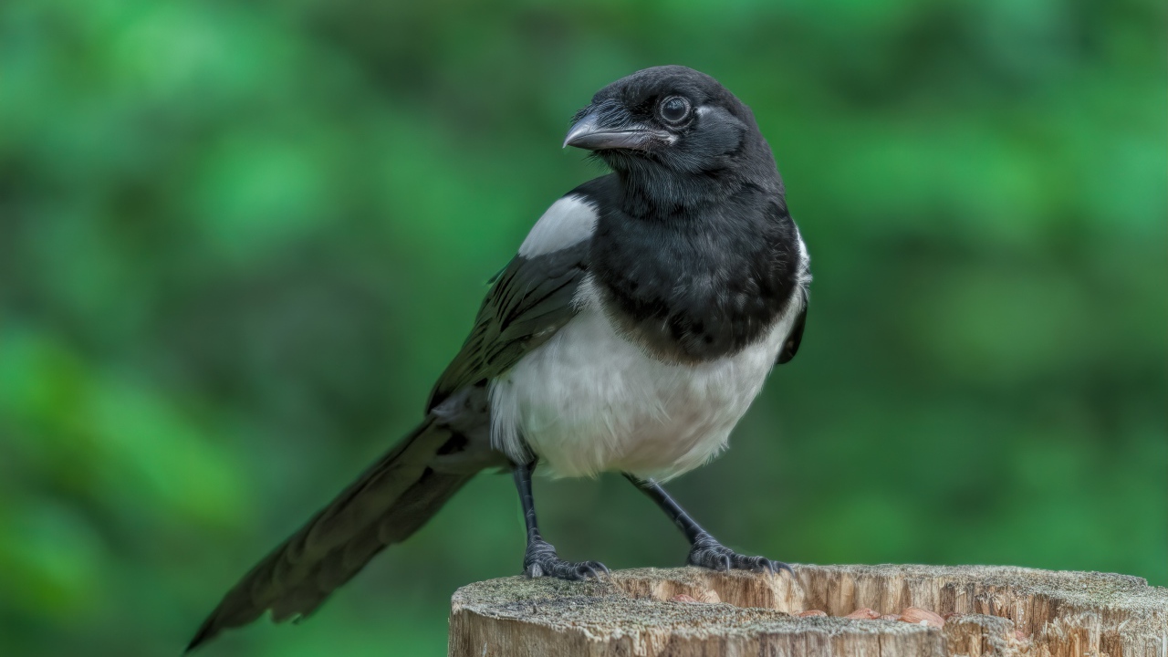 Большая сорока сидит на сухом пне