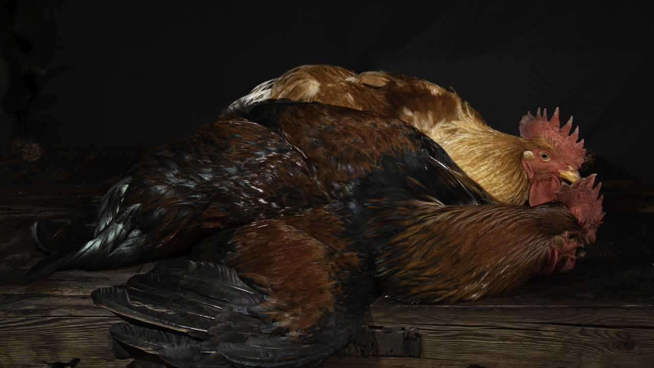 Два коричневых петуха на столе 