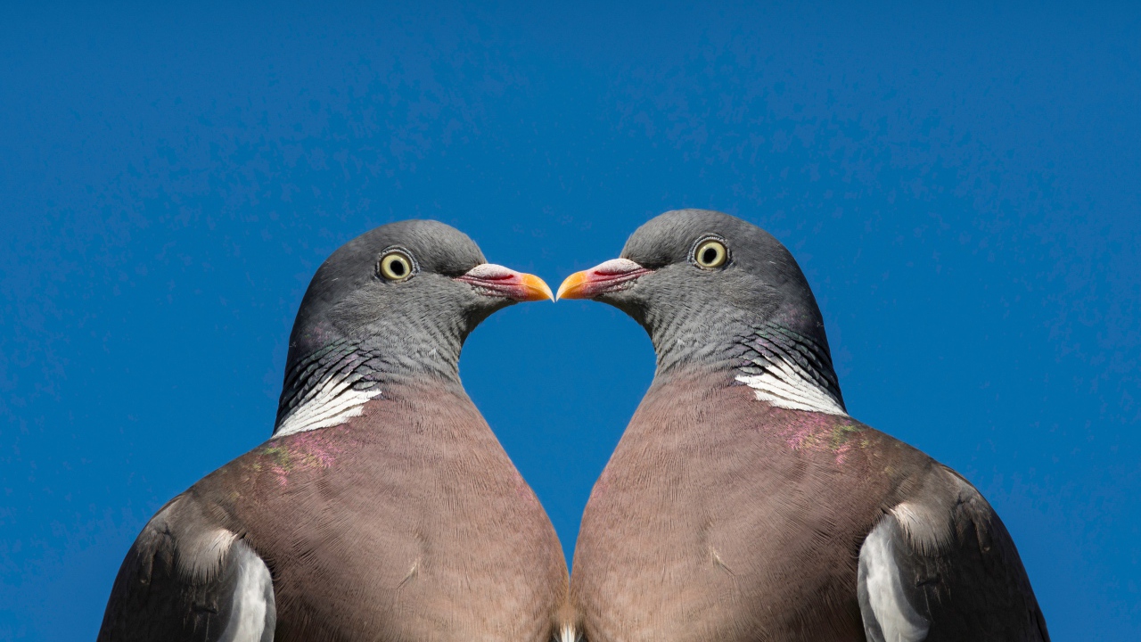 Два серых голубя на голубом фоне