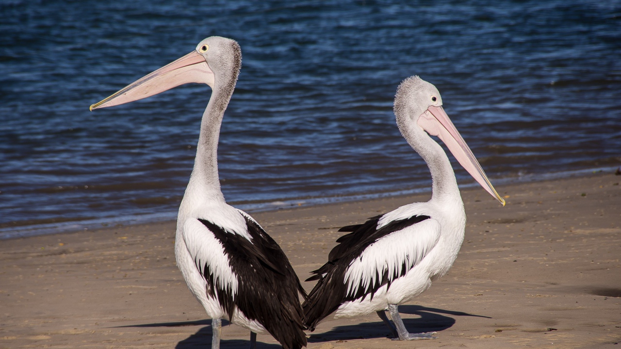 Два пеликана стоят на мокром песке у моря