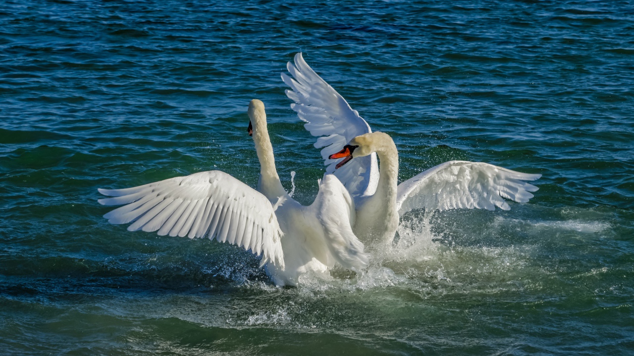 Два белых лебедя в брызгах воды в озере