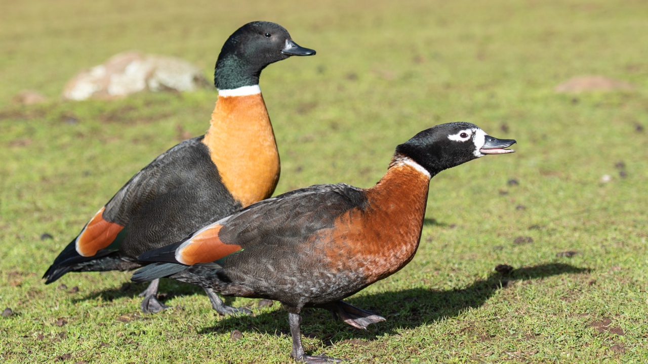 Две дикие утки на зеленой траве