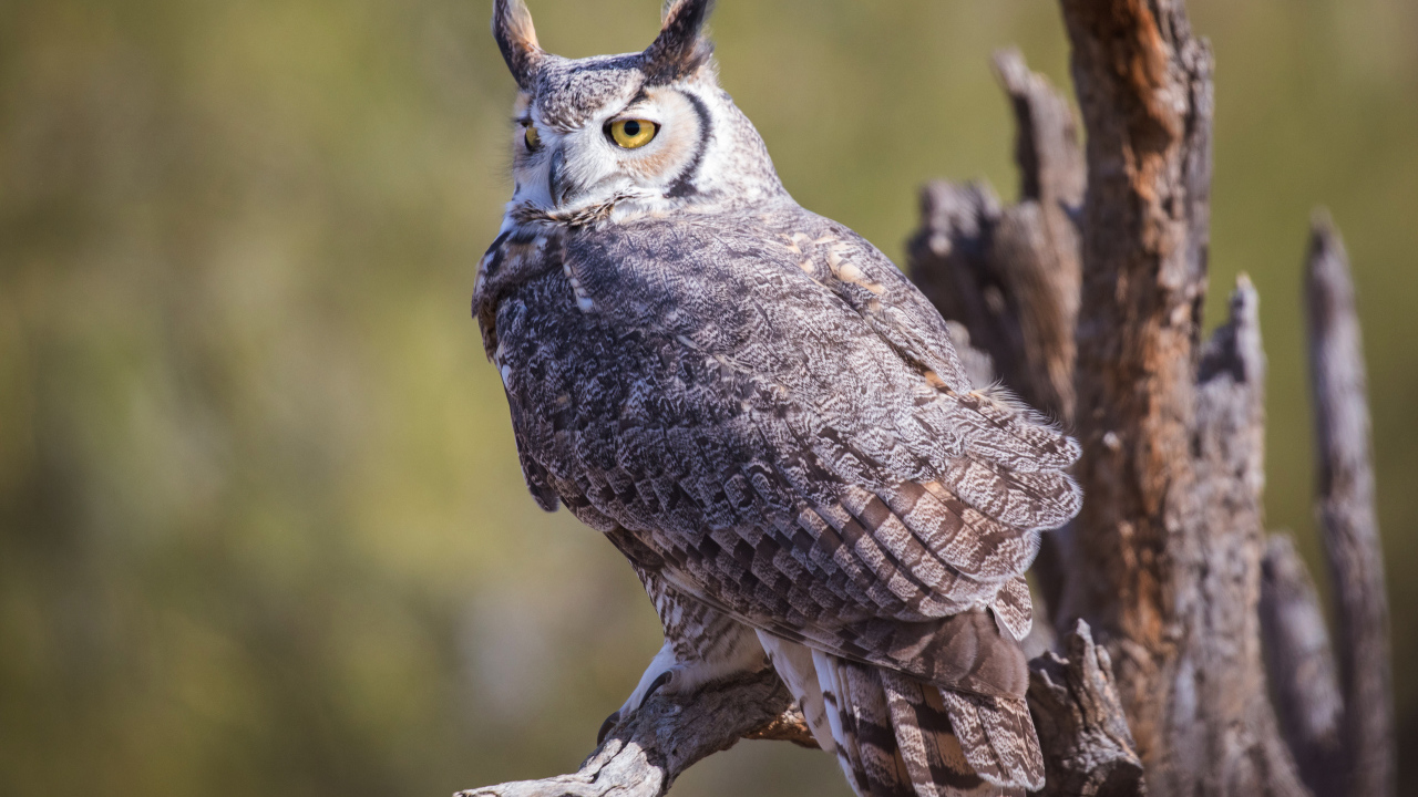 Виргинский филин сидит на ветке 
