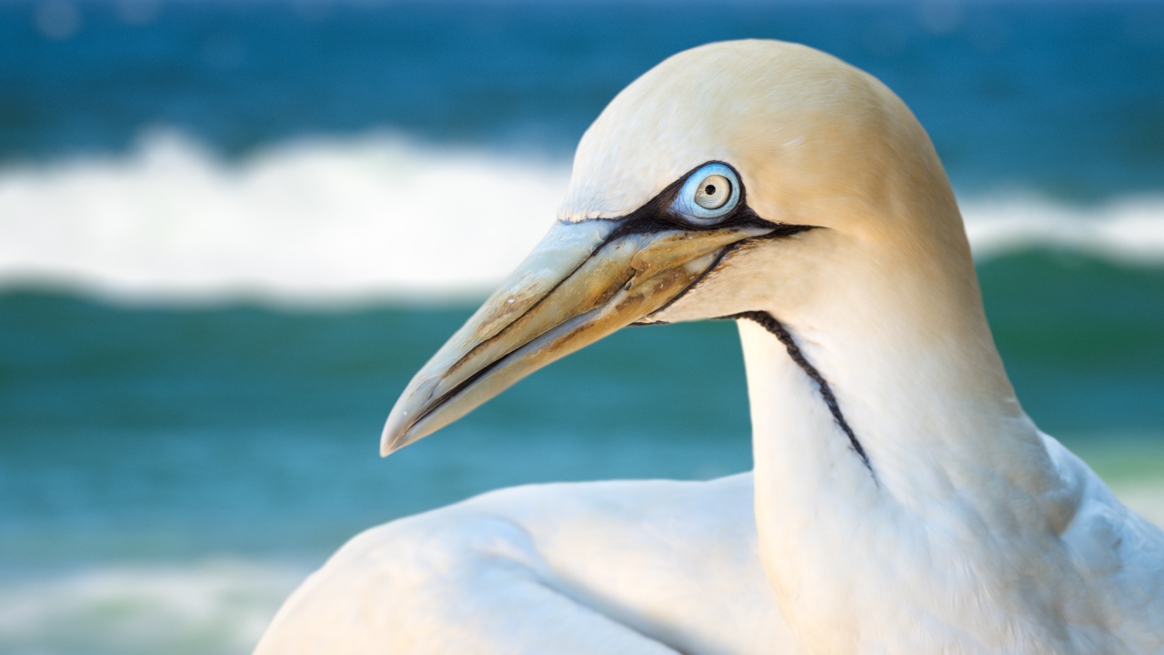 Белая капская олуша крупным планом
