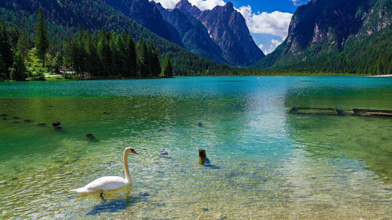 Белый лебедь плавает в горном озере