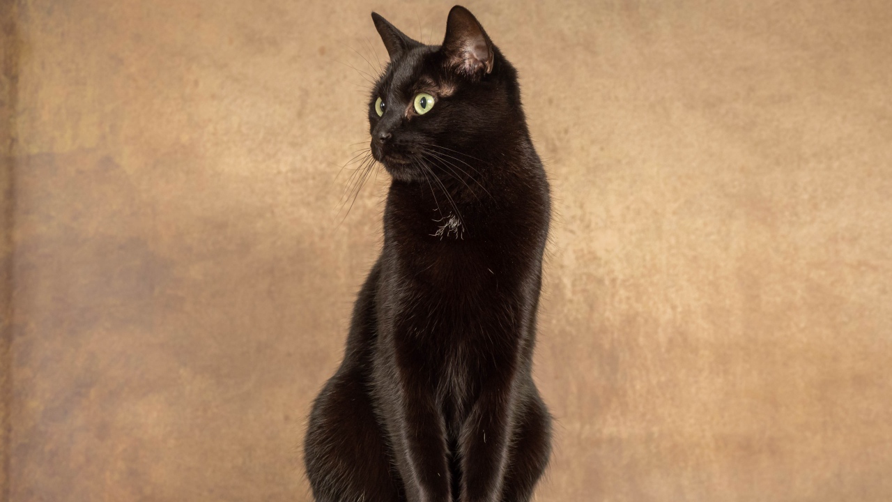 Красивый черный кот на фоне коричневой стены 