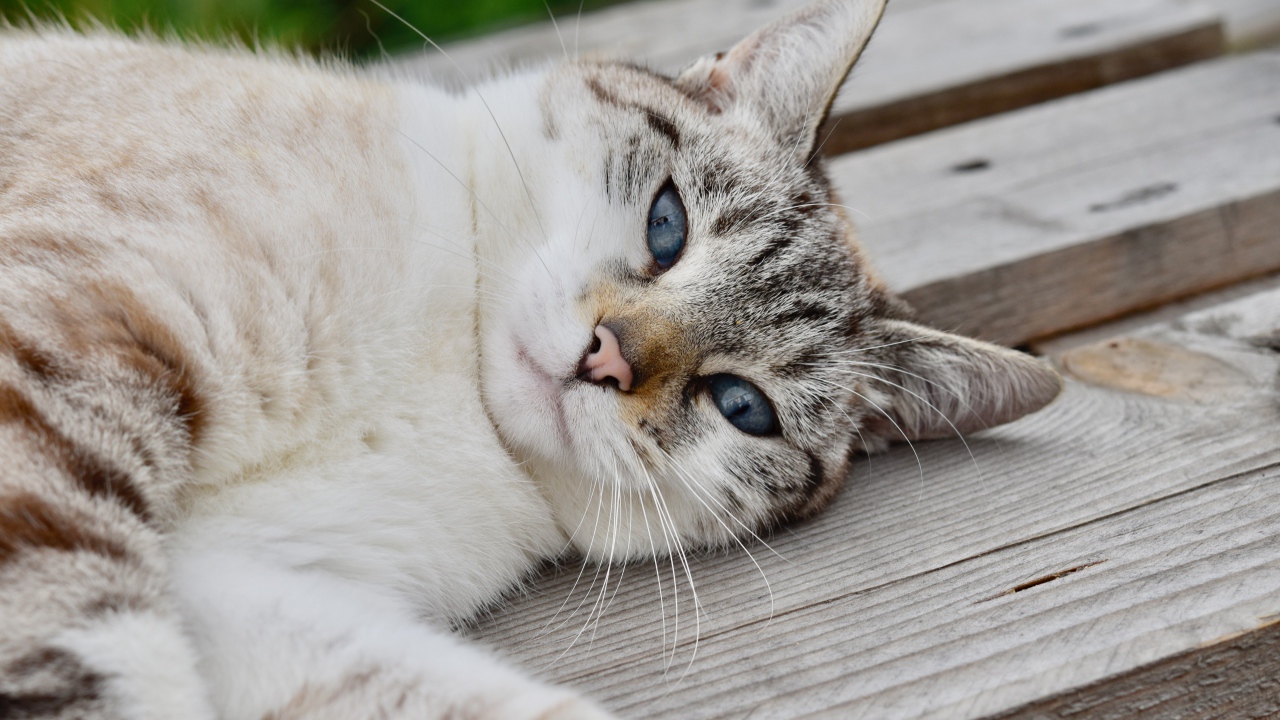 Красивая голубоглазая породистая кошка лежит на лавке 