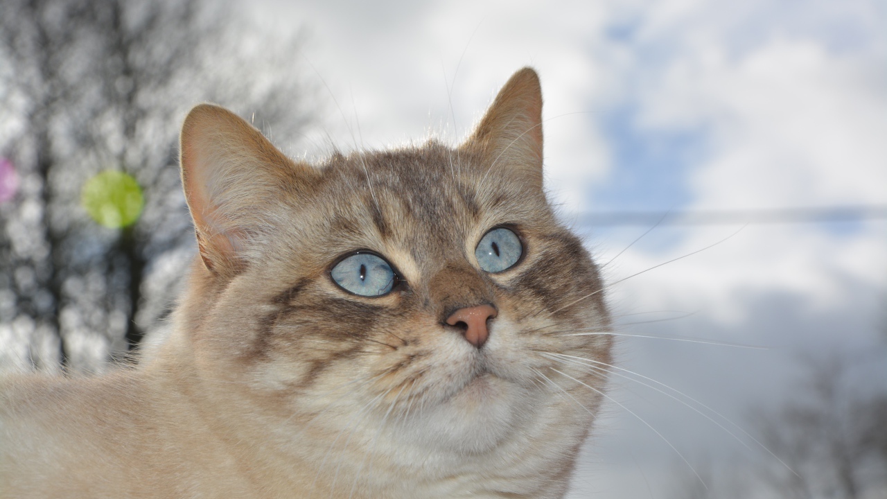 Красивые голубые глаза у кошки