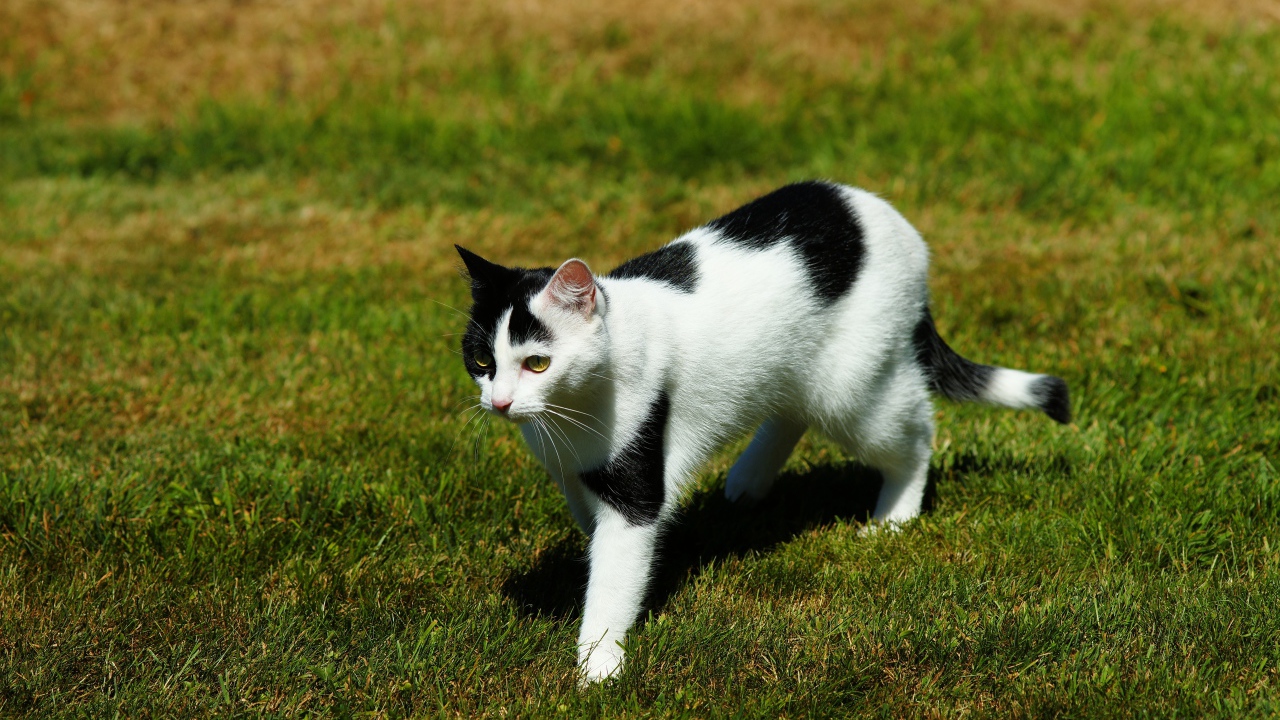 Черно-белая кошка идет по зеленой траве 