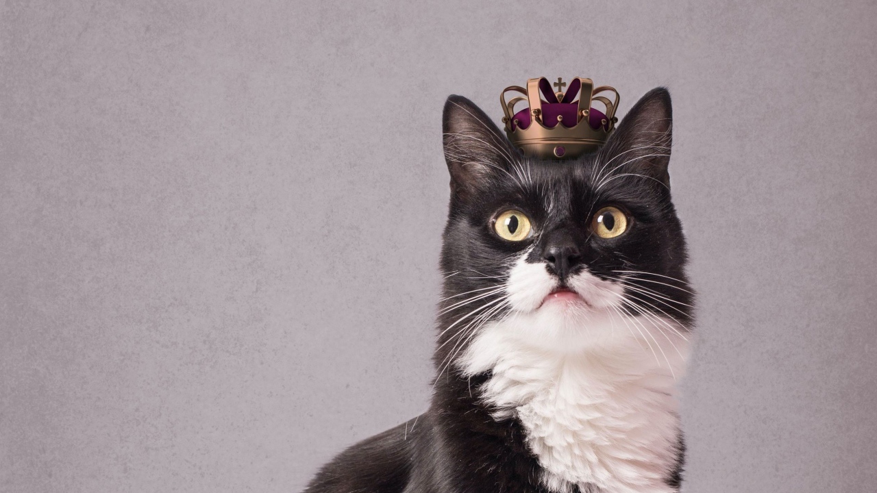 Черно-белый кот с короной на голове на сером фоне 