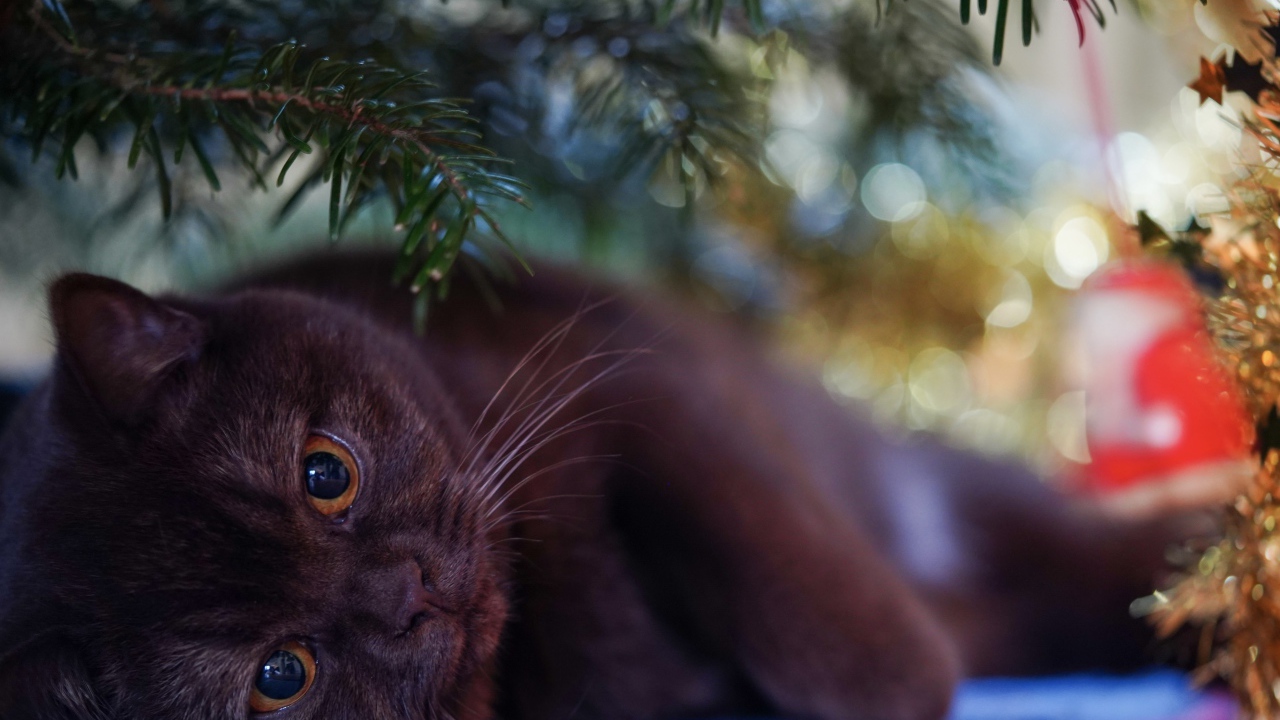Черный породистый британский кот под елью 