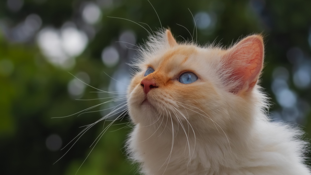 Голубоглазая рыжая кошка с длинными усами