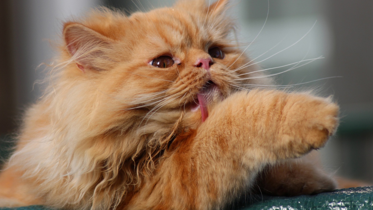 Пушистый рыжий кот облизывает лапу
