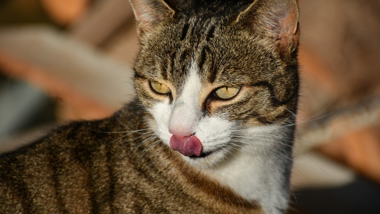 Серый кот с высунутым языком 