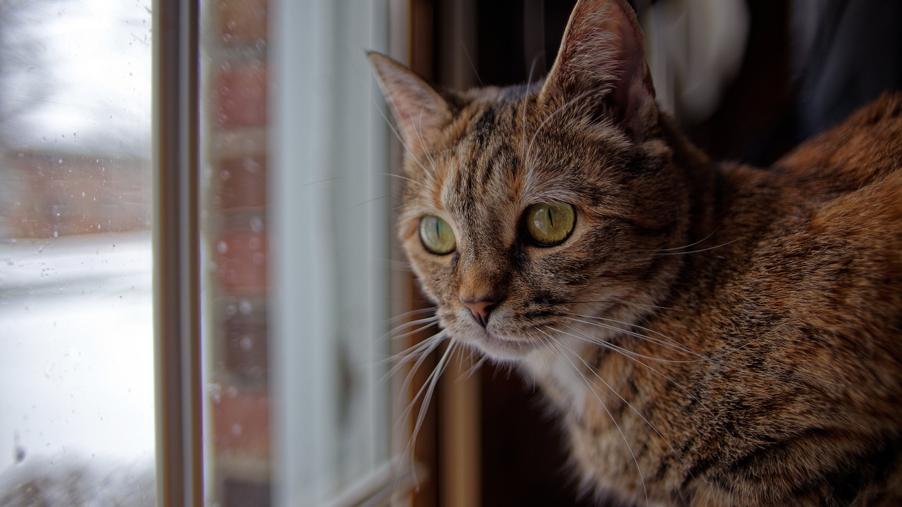 Серый домашний кот смотрит в окно
