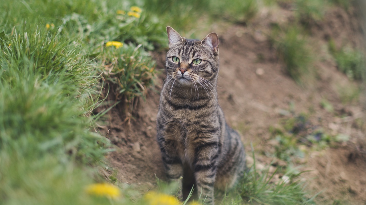 Серый полосатый кот охотится в зеленой траве 