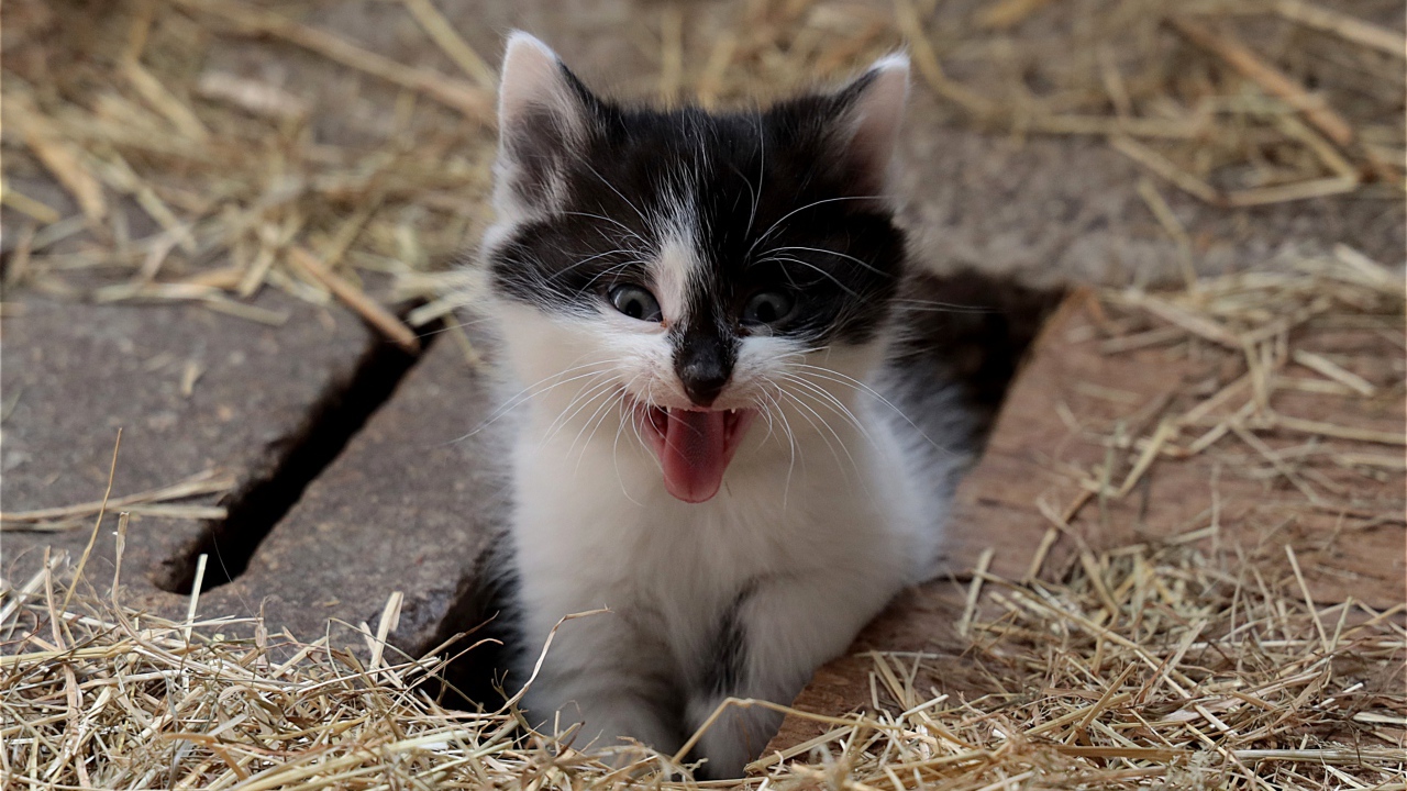 Маленький смешной черно- белый котенок зевает 