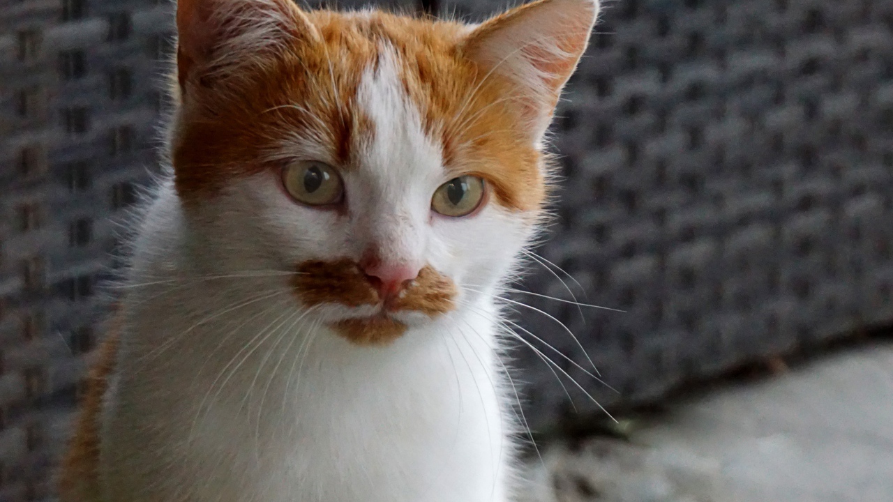 Рыжий с белым кот сидит на диване 