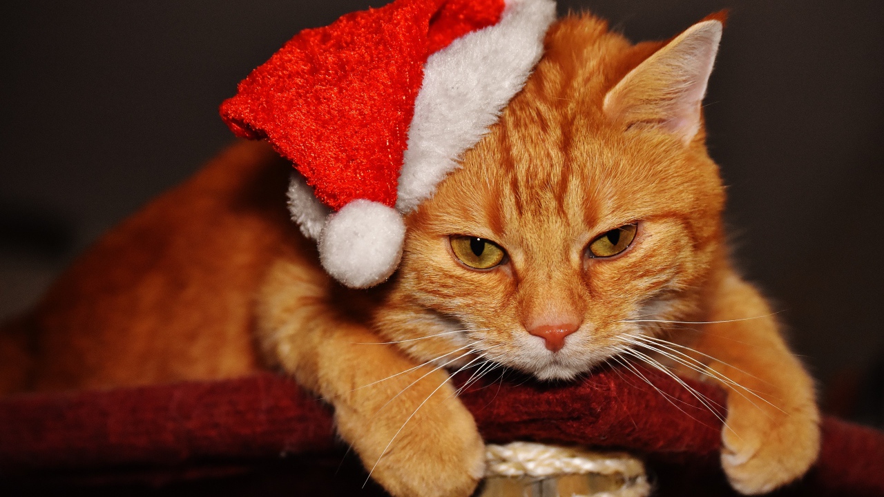 Sad ginger cat in a Christmas hat