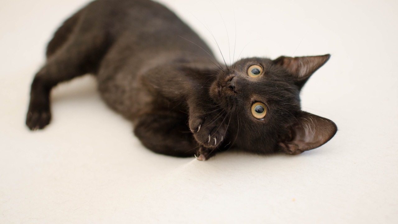 Маленький черный котенок с желтыми глазами на сером фоне