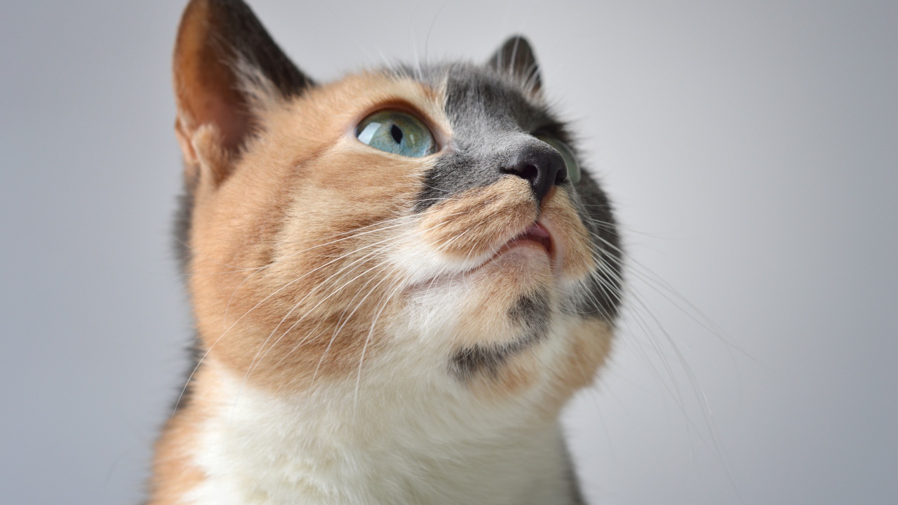 Голова трехцветной кошки на сером фоне