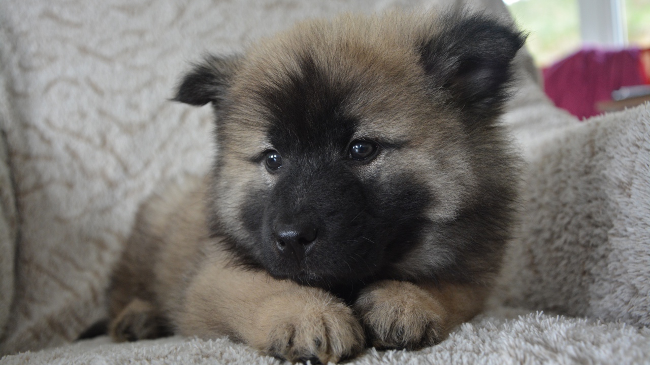 Щенок акита ину лежит на кресле 