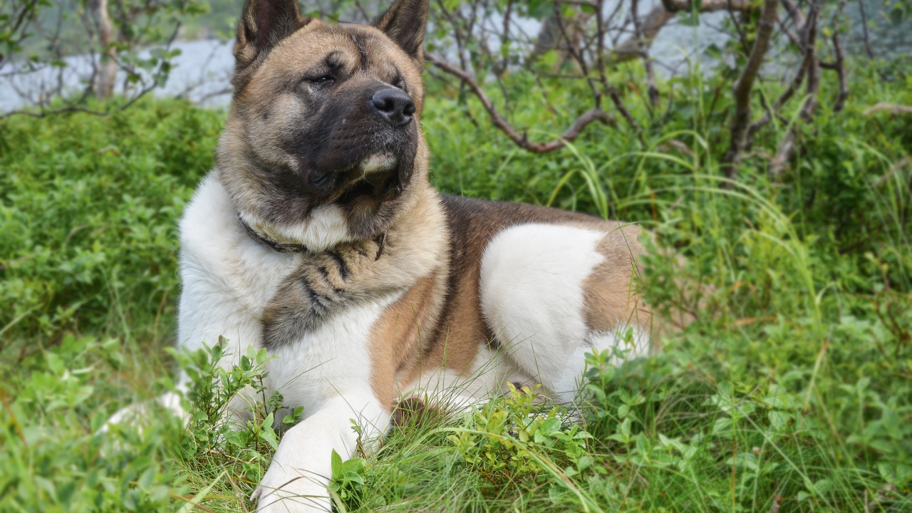 Американская акита лежит на траве