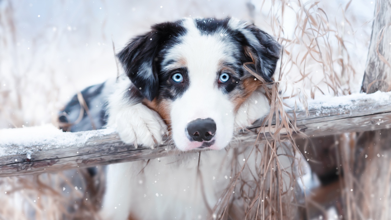Австралийская овчарка с голубыми глазами у забора