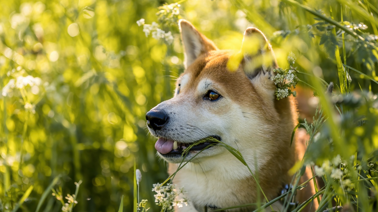 Красивая собака шиба ину сидит в зеленой траве 