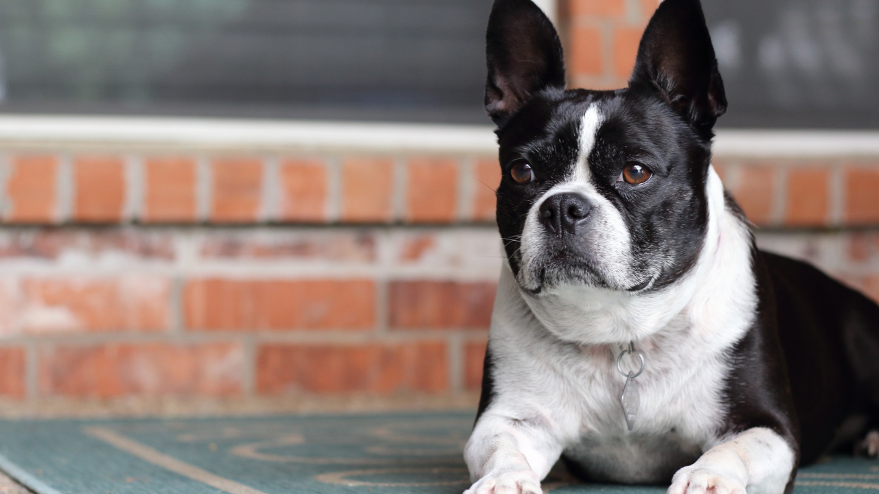 Большой французский бульдог лежит у дома 