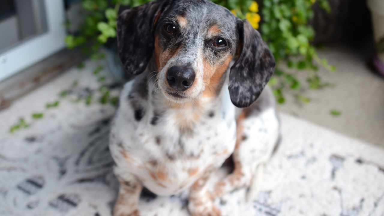 Большая грустная такса у стены 