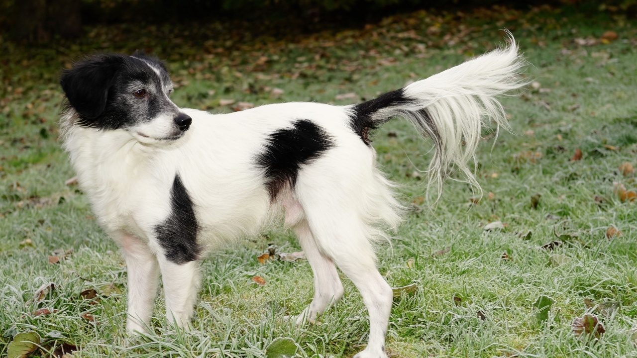 Большой бело-черный пес на зеленой траве 