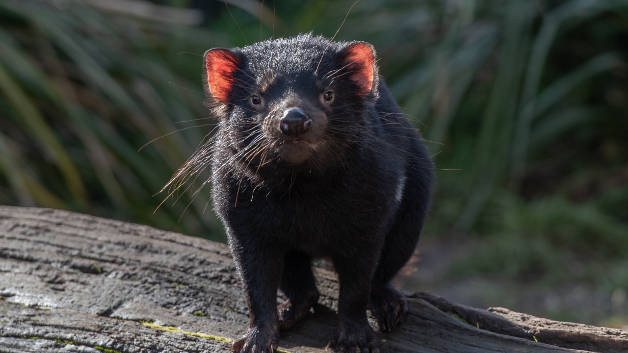 Черный тасманийский дьявол стоит на дереве 