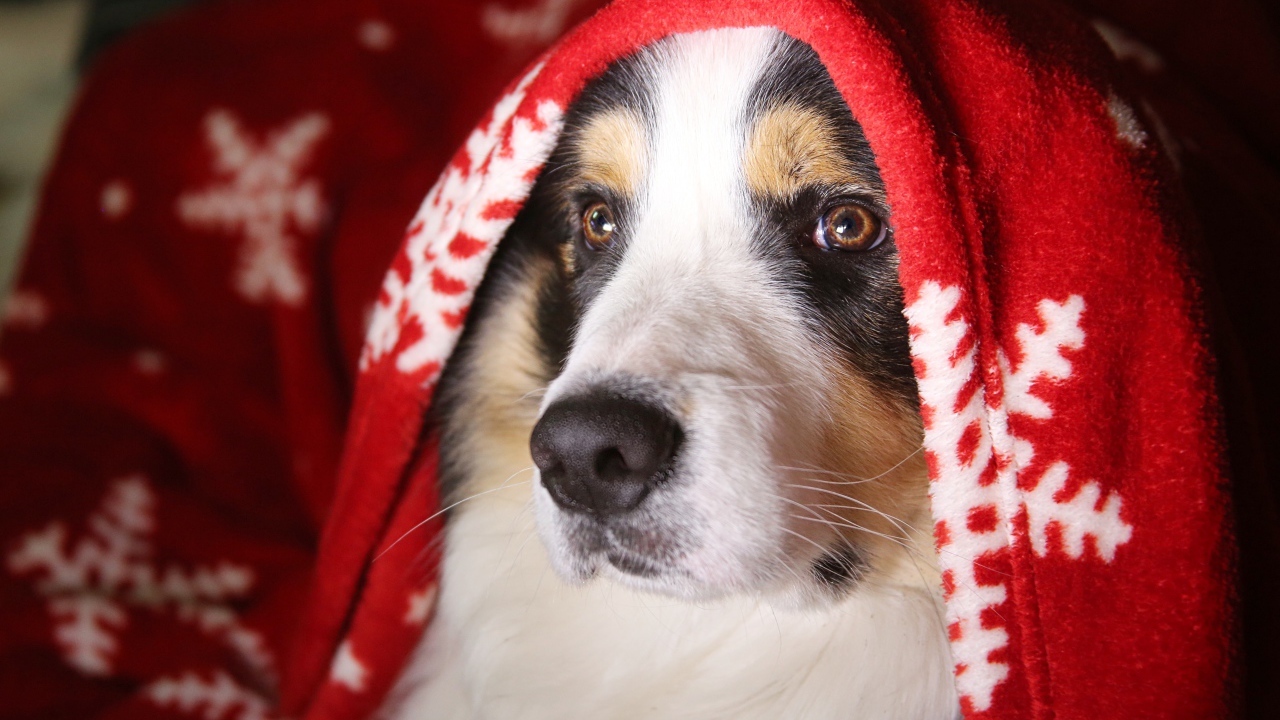 Собака породы бордер колли под одеялом