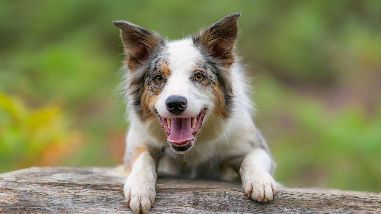 Собака породы бордер колли с открытой пастью