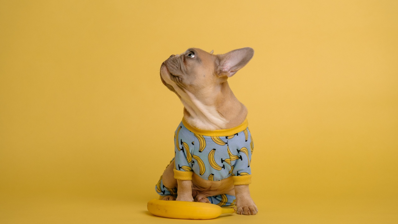 Милый французский бульдог в костюме