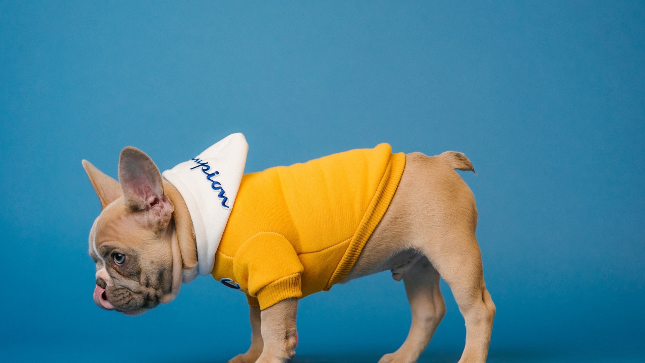 Французский бульдог в костюме на голубом фоне