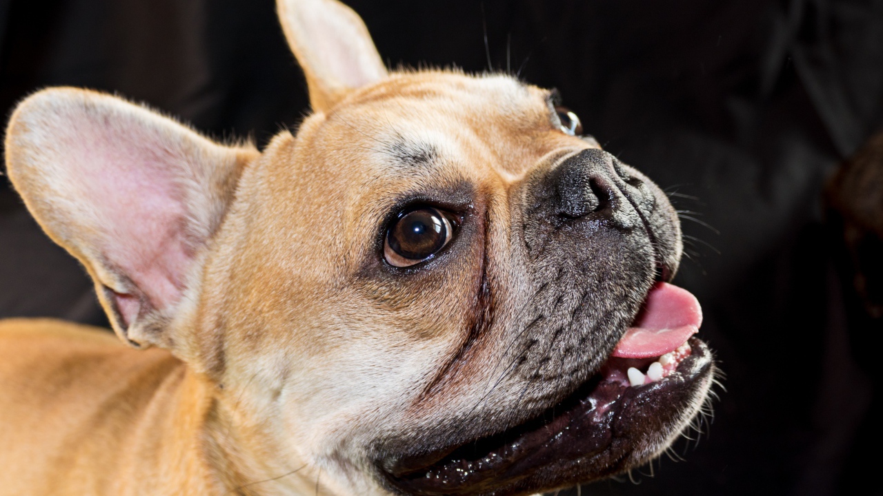 Морда французского бульдога с высунутым языком