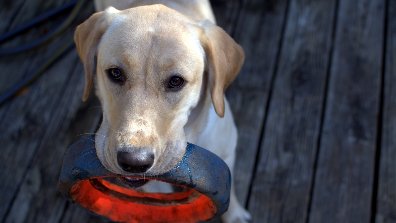 Золотистый ретривер с колесом в зубах 