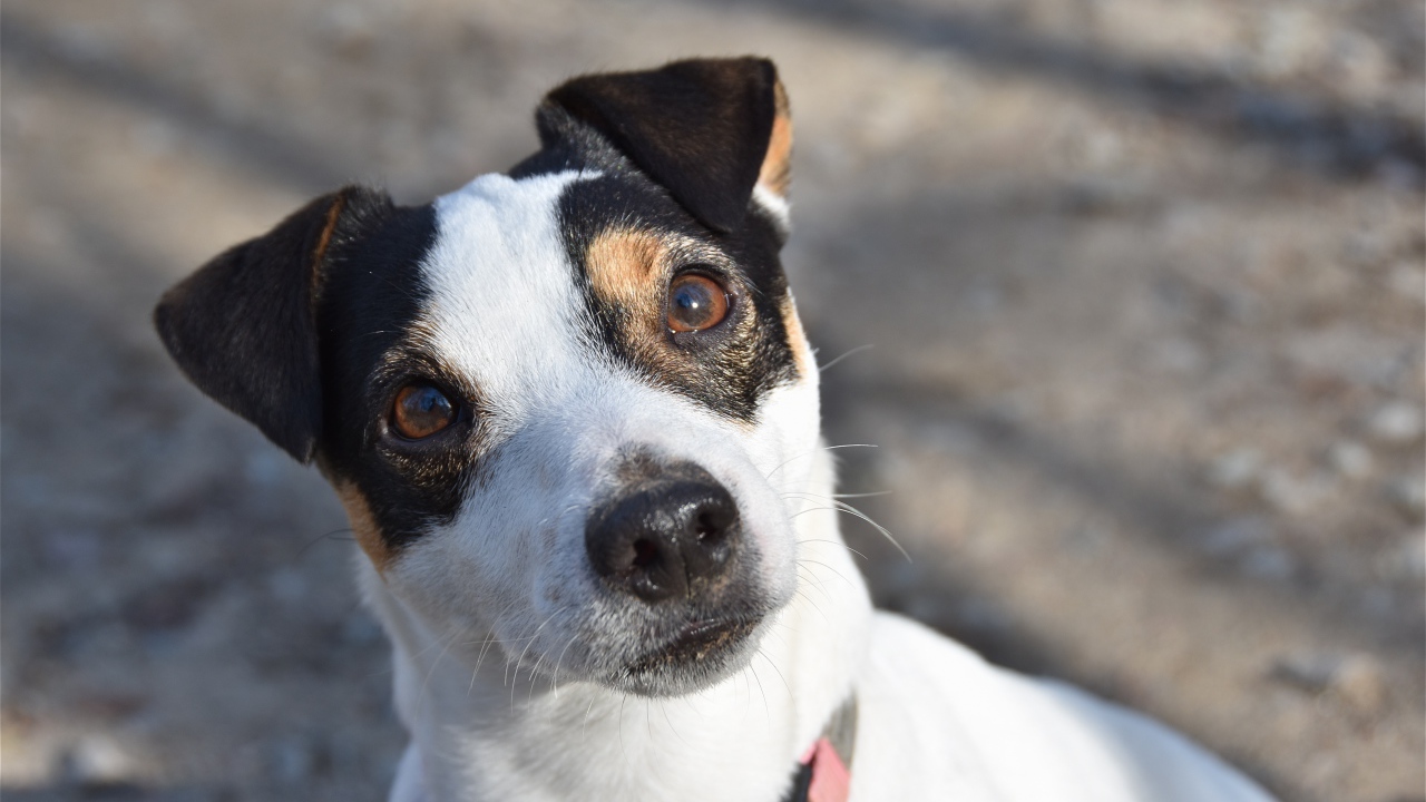 Любопытный пес породы Джек рассел терьер 