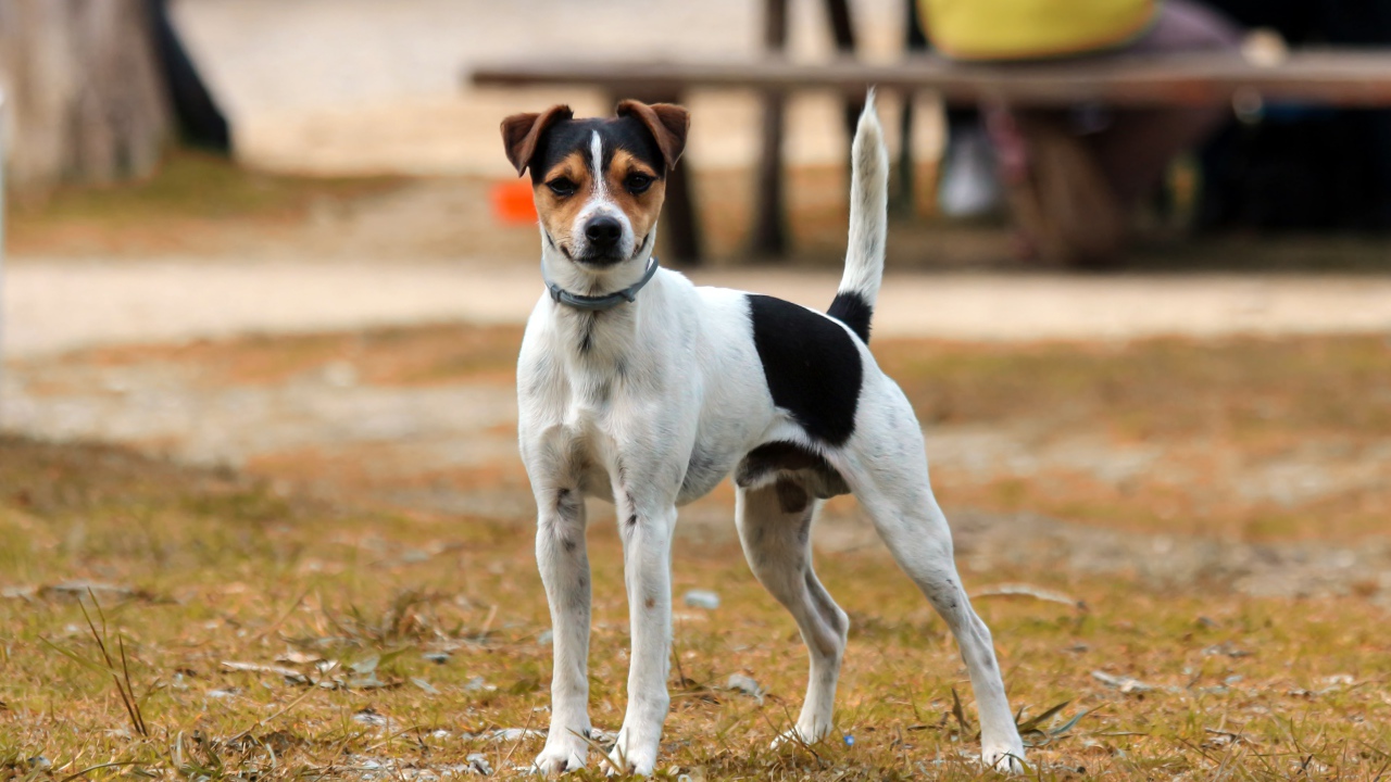 Джек рассел терьер стоит на траве