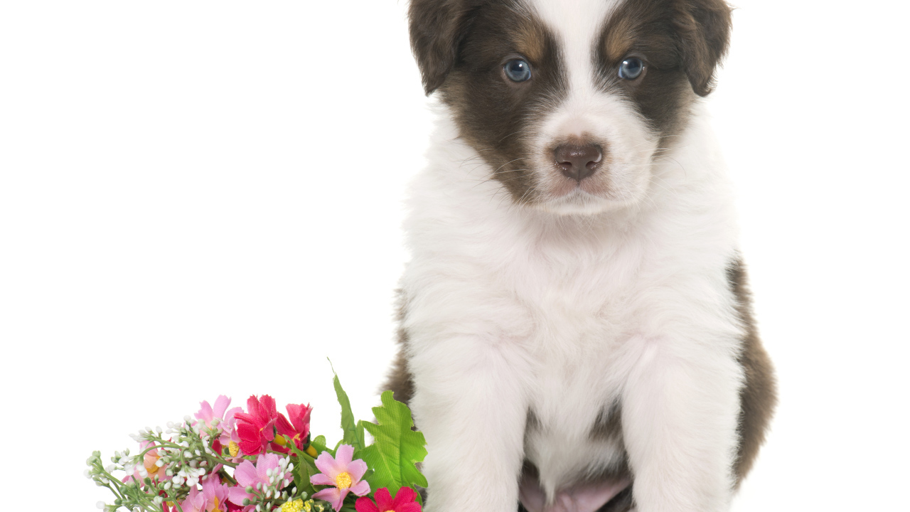 Маленький щенок австралийской овчарки с цветами на белом фоне 