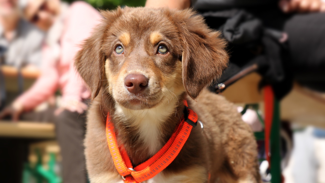 Маленький щенок ретривера на поводке 