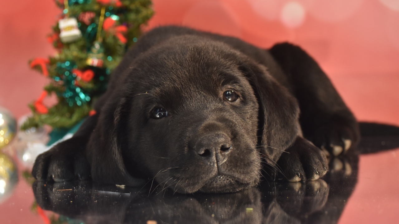 Маленький грустный черный щенок ретривера на розовом фоне