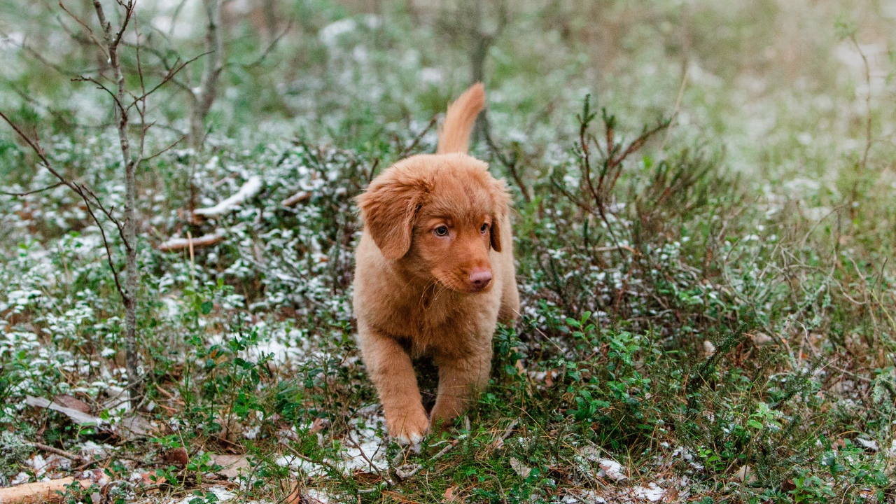 Маленький щенок новошотландский ретривер идет по траве