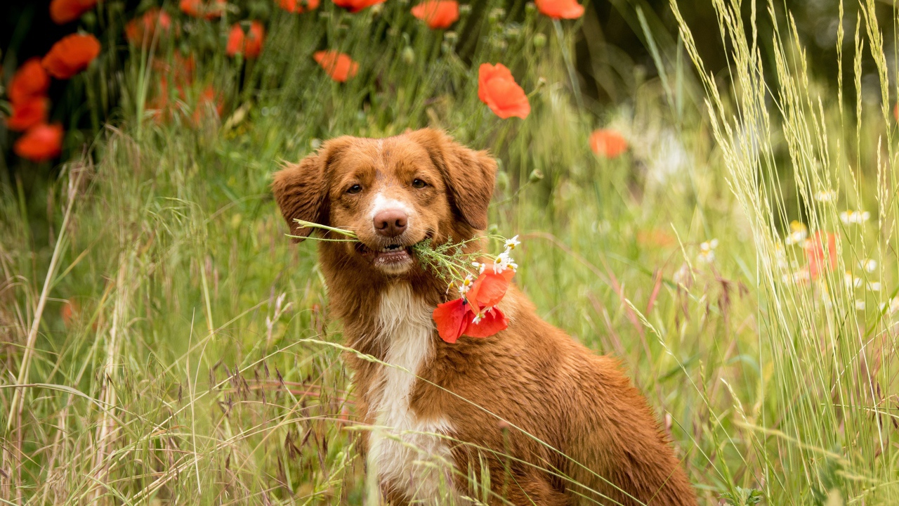 Новошотландский ретривер с красными маками 