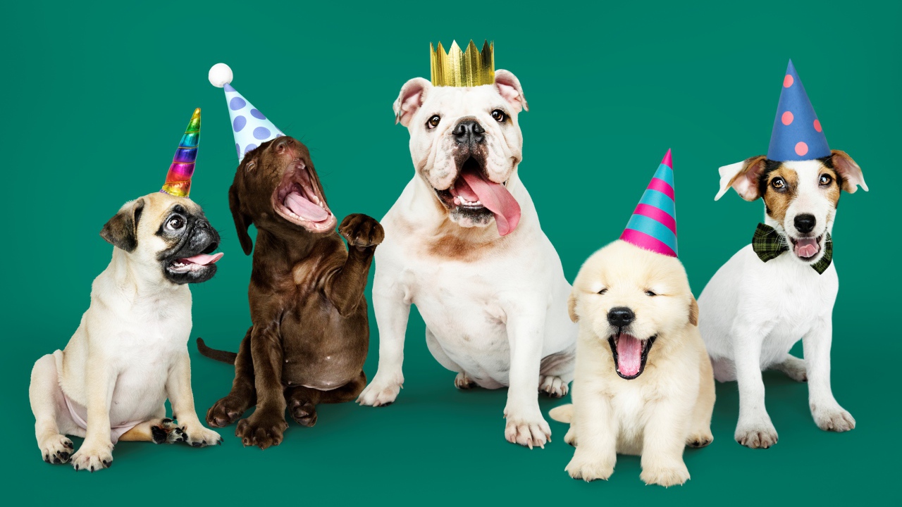 Породистые собаки в колпаках на день рождения