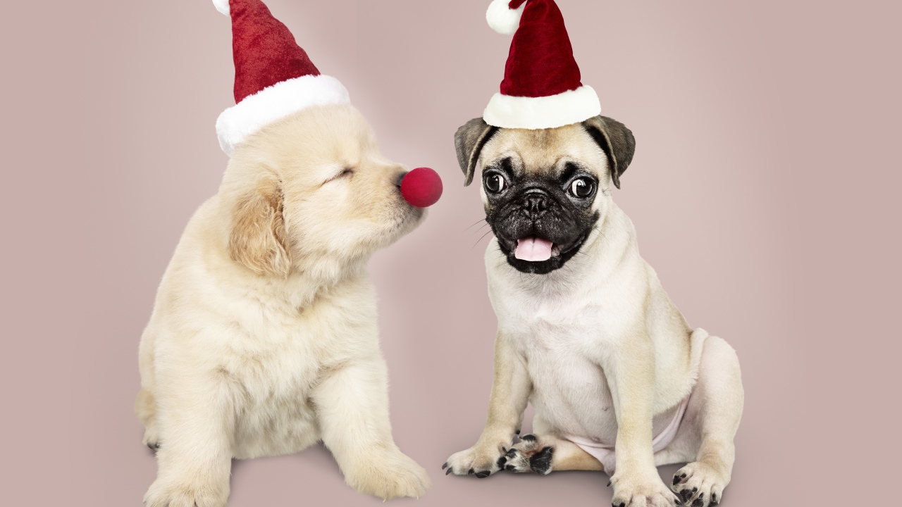 Щенок мопса и золотистого ретривера в красных колпаках