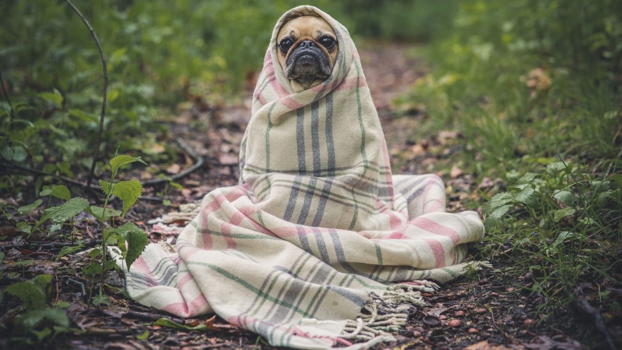 Грустный мопс в теплом одеяле на улице